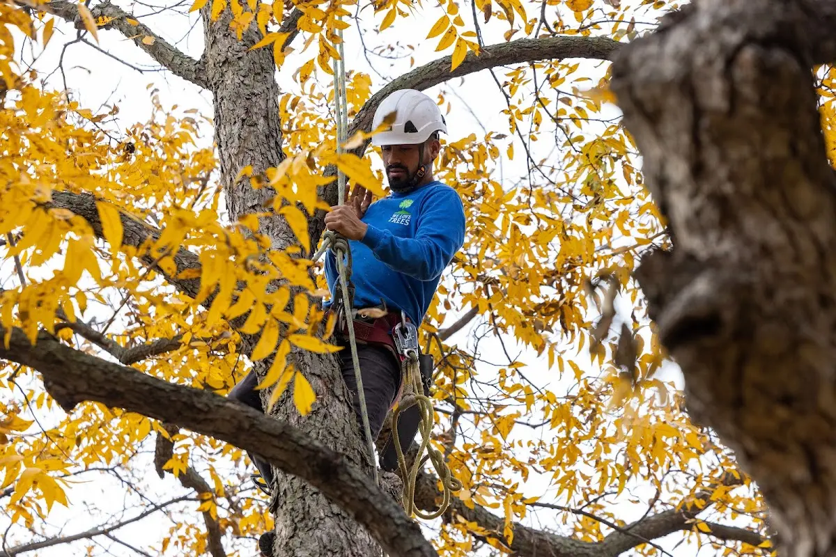 Skilled Tree Transplanting crew working in Shoshone